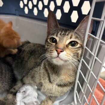 Tortilla -  Domestic Short Hair Cat for Adoption in Reno, Nevada - Tortilla | PetCurious
