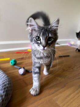Maddie26 -  Domestic Long Hair Cat for Adoption in Youngsville, North Carolina - Maddie26 | PetCurious