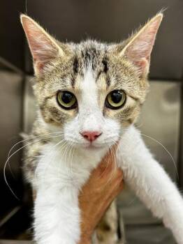 Domestic Short Hair Cats Available for Adoption - Rosemary | PetCurious