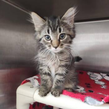 Jeff -  Domestic Medium Hair Cat for Adoption in Fort Wayne, Indiana - Jeff | PetCurious