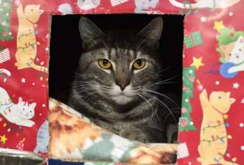 Domestic Short Hair Cats Available for Adoption - Leon | PetCurious