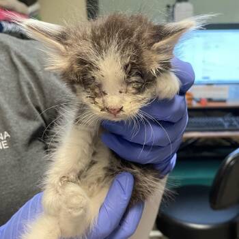 Bug -  Domestic Medium Hair Cat for Adoption in Pasadena, California - Bug | PetCurious