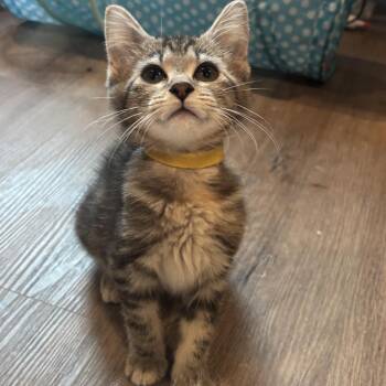 Sailor Jupiter -  Domestic Short Hair Cat for Adoption in Chattanooga, Tennessee - Sailor Jupiter | PetCurious