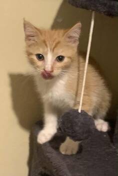 Tansy -  Domestic Short Hair Cat for Adoption in Battle Creek, Michigan - Tansy | PetCurious