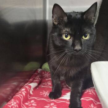 Rescue Domestic Short Hair Cats for Adoption in Chilton, Wisconsin - Honor | PetCurious