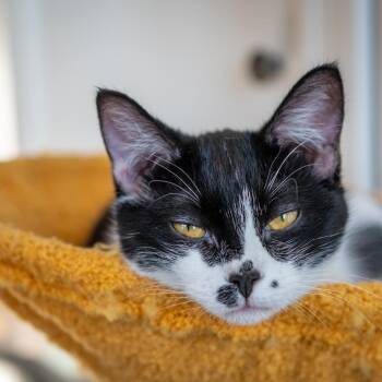Domestic Short Hair Cats Available for Adoption - Parker | PetCurious