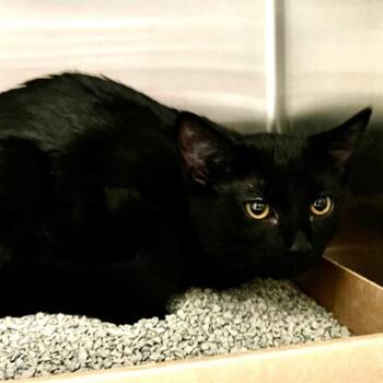 AYE AYE -  Domestic Short Hair Cat for Adoption in St. Louis, Missouri - AYE AYE | PetCurious