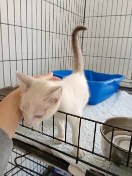 Jon -  Domestic Short Hair Cat for Adoption in Saint James, Minnesota - Jon | PetCurious