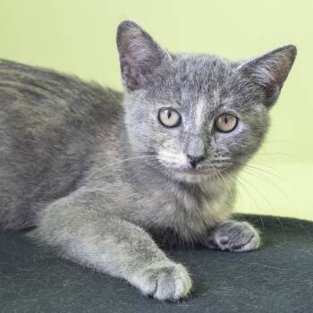 Jewel -  Domestic Short Hair Cat for Adoption in Pontiac, Michigan - Jewel | PetCurious