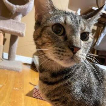Mia -  Domestic Short Hair Cat for Adoption in Liverpool, Texas - Mia | PetCurious