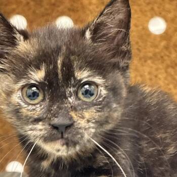 Gi Gi -  Domestic Short Hair Cat for Adoption in Philadelphia, Pennsylvania - Gi Gi | PetCurious