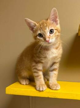 Taurus -  Domestic Short Hair Cat for Adoption in Maryville, Missouri - Taurus | PetCurious