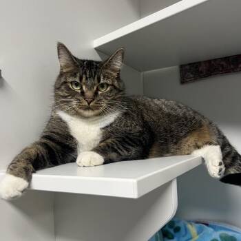 Domestic Short Hair Cats Available for Adoption - Halfpipe | PetCurious