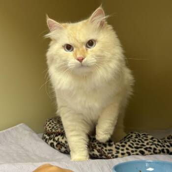 Tibbins -  Domestic Long Hair Cat for Adoption in Hendersonville, North Carolina - Tibbins | PetCurious