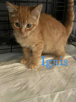 Rescue Domestic Short Hair Cats for Adoption in Caseville, Michigan - Ignis | PetCurious