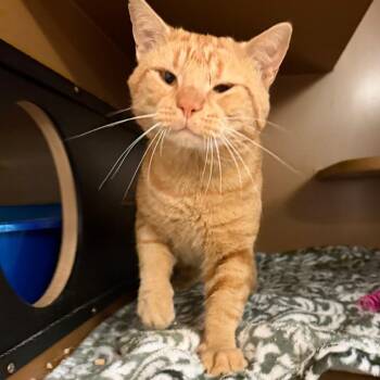 Marty -  Domestic Short Hair Cat for Adoption in Middlebury, Vermont - Marty | PetCurious