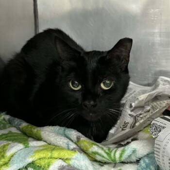 Riddle -  Domestic Short Hair Cat for Adoption in Lyndhurst, Virginia - Riddle | PetCurious