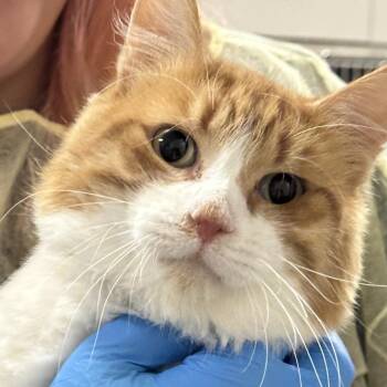 Radahn -  Domestic Medium Hair Cat for Adoption in Murray, Utah - Radahn | PetCurious