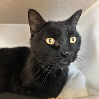 Jake Break -  Domestic Short Hair Cat for Adoption in Park City, Utah - Jake Break | PetCurious
