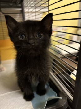 Rescue Domestic Short Hair Cats for Adoption in Trenton, New Jersey - Declan O | PetCurious