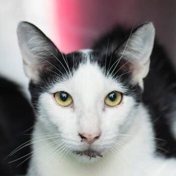Apolo -  Domestic Short Hair Cat for Adoption in Middletown, Rhode Island - Apolo | PetCurious