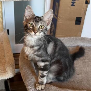 Bean -  Domestic Short Hair Cat for Adoption in Denison, Texas - Bean | PetCurious