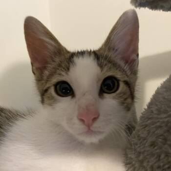 Misty -  Domestic Short Hair Cat for Adoption in Houston, Texas - Misty | PetCurious