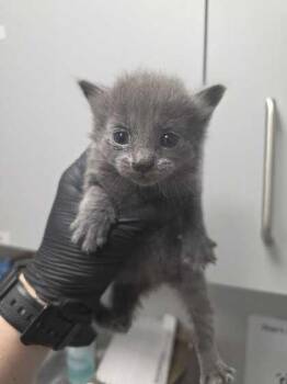 Maroon -  Domestic Short Hair Cat for Adoption in Sevierville, Tennessee - Maroon | PetCurious