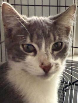 Bandit -  Domestic Short Hair Cat for Adoption in Stockbridge, Georgia - Bandit | PetCurious