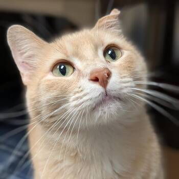 Tay Tay -  Domestic Short Hair Cat for Adoption in Milan, Illinois - Tay Tay | PetCurious