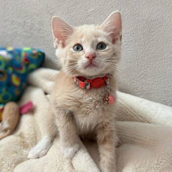 Dill / Scrunch -  Domestic Short Hair Cat for Adoption in Long Beach, California - Dill / Scrunch | PetCurious