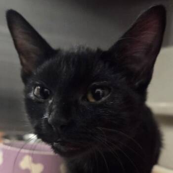 Blanche -  Domestic Short Hair Cat for Adoption in Voorhees Township, New Jersey - Blanche | PetCurious