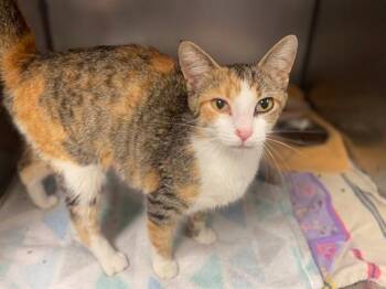 ARI -  Domestic Short Hair Cat for Adoption in Fort Wayne, Indiana - ARI | PetCurious
