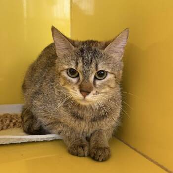 Domestic Short Hair Cats Available for Adoption in Abilene, Texas - Shaquita | PetCurious