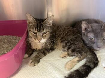SNICKERDOODLE -  Domestic Short Hair Cat for Adoption in Thousand Palms, California - SNICKERDOODLE | PetCurious