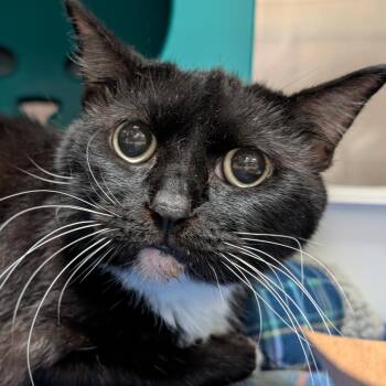 Lucy -  American Shorthair Cat for Adoption in Titusville, Florida - Lucy | PetCurious