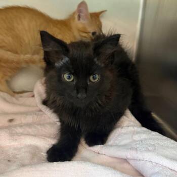 Freesia -  Domestic Long Hair Cat for Adoption in Council Bluffs, Iowa - Freesia | PetCurious