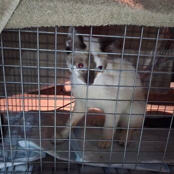 Parker -  Domestic Short Hair Cat for Adoption in Houston, Texas - Parker | PetCurious