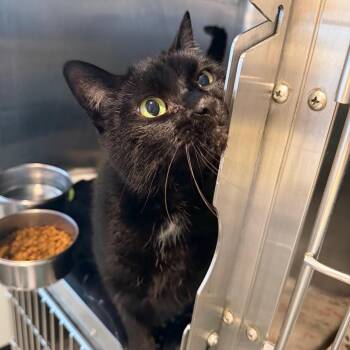 Auggie -  Domestic Short Hair Cat for Adoption in Blairsville, Georgia - Auggie | PetCurious