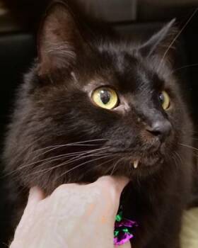 Gatsby (at Smitten Kitten) -  Domestic Medium Hair and Domestic Short Hair Cat for Adoption in Fishers, Indiana - Gatsby (at Smitten Kitten) | PetCurious
