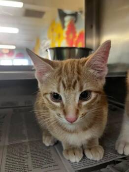 Scarlet -  Domestic Short Hair Cat for Adoption in Nacogdoches, Texas - Scarlet | PetCurious