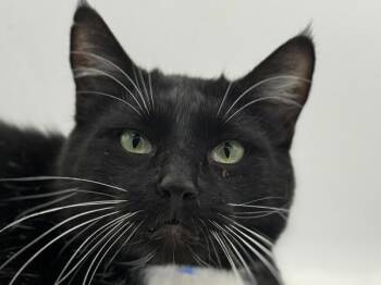 Calvin -  Domestic Short Hair Cat for Adoption in Portland, Oregon - Calvin | PetCurious