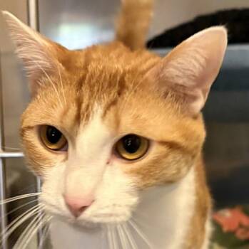 ARLO -  Domestic Short Hair Cat Available for Adoption in Sequim, Washington - ARLO | PetCurious