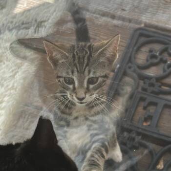 Waffle Chips -  Domestic Short Hair Cat for Adoption in Greensboro, North Carolina - Waffle Chips | PetCurious