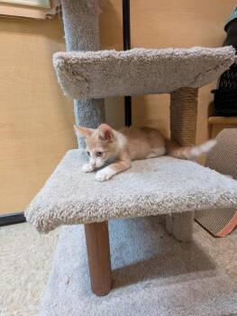 Andy -  Domestic Short Hair Cat for Adoption in Rowlett, Texas - Andy | PetCurious