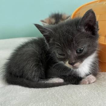 Boots -  Domestic Short Hair Cat for Adoption in La Grange, Kentucky - Boots | PetCurious