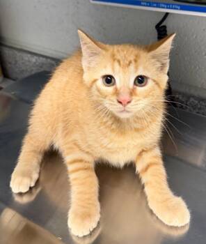 Domestic Short Hair Cats Available for Adoption - Court 2 | PetCurious