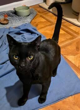 Knuckles -  Domestic Short Hair Cat for Adoption in Trenton, New Jersey - Knuckles | PetCurious
