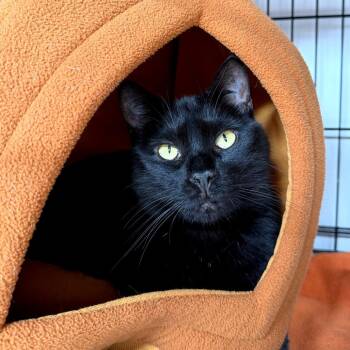 Susan -  Domestic Short Hair Cat for Adoption in New York, New York - Susan | PetCurious