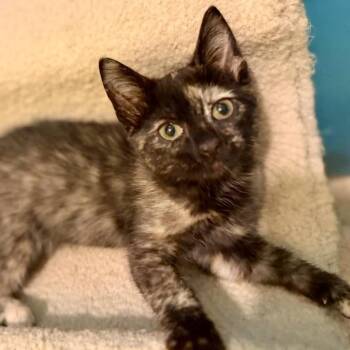 Quinn -  Domestic Short Hair Cat for Adoption in Saint Joseph, Missouri - Quinn | PetCurious